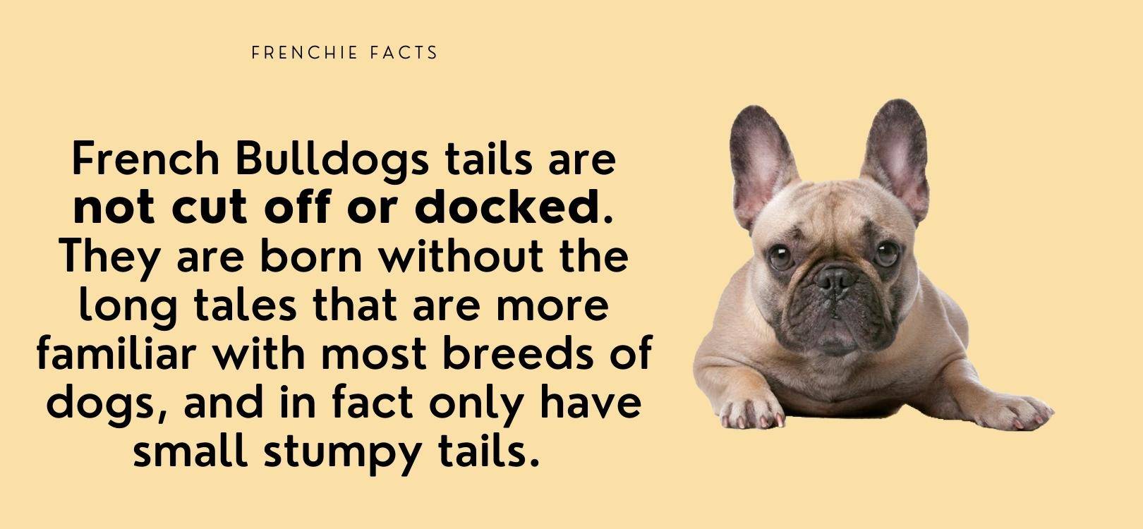 Are French Bulldogs Born with Tails? Bijou and Co.